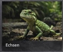 Echsen