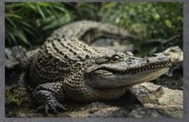 Krokodil im Reptilienzoo