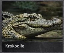 Krokodile