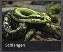 Schlangen